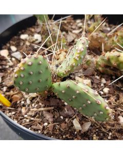 Opuntia phaeacantha v. camanchica ‘Salmonea Richter’