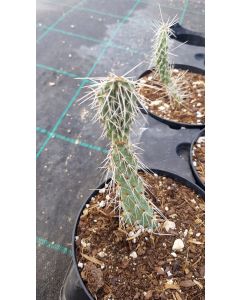 Opuntia polyacantha 'Fremont'