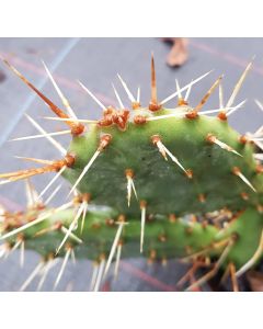 Opuntia polyacantha / Oponce hérisson