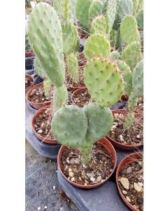 Opuntia engelmannii v. rastrera