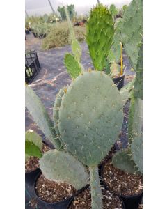 Opuntia sp.