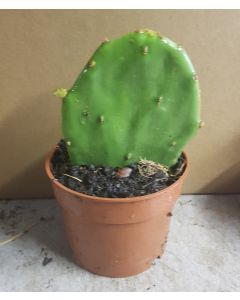 Opuntia stricta / Oponce stricte