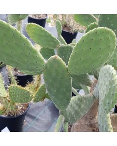 Opuntia tomentosa / Oponce tomenteuse