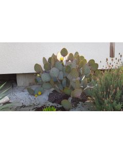 Opuntia violacea 'Santa Rita' / Oponce violette