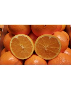 Citrus sinensis greffé sur Volkameriana / Oranger