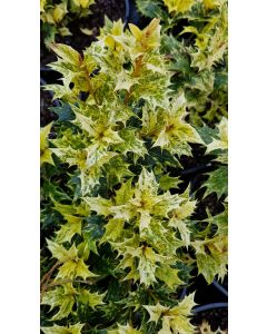 Osmanthus heterophyllus 'Tricolor' / Osmanthe à feuilles de houx Tricolore
