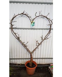 Malus domestica 'Reine des Reinettes' / Pommier PALLICOEUR® Reine des Reinettes