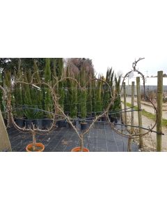 Pyrus communis 'William's' / Poirier PALLICOEUR® William's