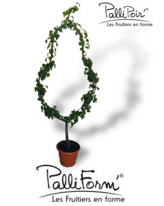 Pyrus communis 'Doyenne Du Comice' / Poirier PALLIPOIR® Doyenne Du Comice