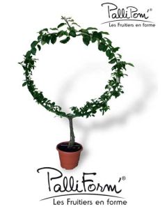 Malus domestica 'Boskoop Rouge' / Pommier PALLIPOM® Boskoop Rouge