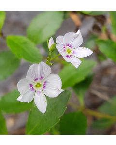 Parahebe lyallii / Véronique à fleurs blanches