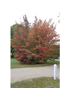 Parrotia persica 'Vanessa' / Hêtre de Perse