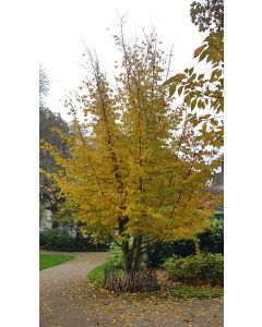 Parrotia persica / Hêtre de Perse