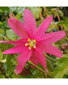 Passiflora antioquiensis / Fruit de la passion banane