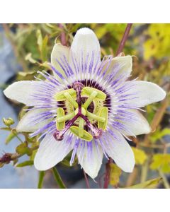 Passiflora caerula / Fleur de la Passion