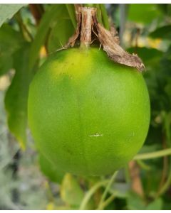 Passiflora x incarnata 'Snow Star'® / Passiflore officinale à fruits comestibles