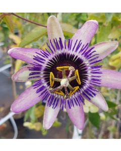 Passiflora x RIVERSIDE® 'Damsel's Delight'® / Fleur de la Passion bicolore