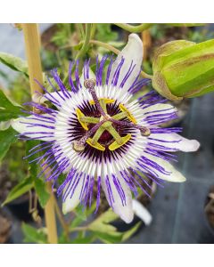 Passiflora x colvillii / Fleur de la Passion