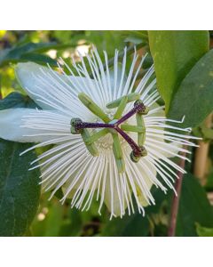 Passiflora x RIVERSIDE® 'Snow Queen'® / Fleur de la Passion blanche