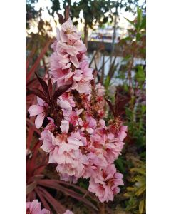 Prunus persica CRIMSON® 'Bonfire' / Pêcher Nain CRIMSON® 'Bonfire'