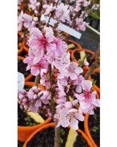 Prunus persica DIAMOND® 'Zaipevi' / Pêcher Nain DIAMOND® 'Zaipevi'