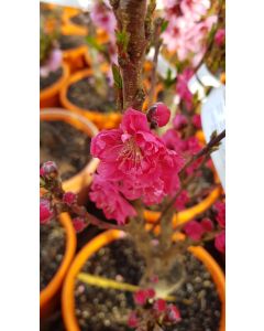 Prunus persica var nucipersica RUBIS® 'Necta Zee' / Brugnon Nain RUBIS® 'Necta Zee'