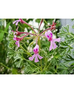 Pelargonium abrotanifolium / Géranium au parfum d'Eucalyptus