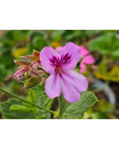 Pelargonium betulinum / Géranium au parfum de camphre