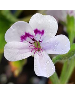 Pelargonium x blandfordianum / Géranium au parfum de rose