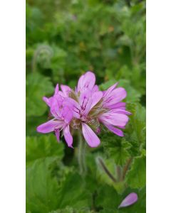 Pelargonium 'Attar of Roses' / Géranium au parfum de rose