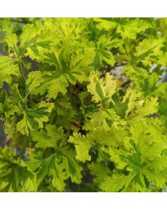 Pelargonium 'Charity' / Géranium au parfum d’Agrume