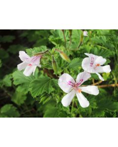 Pelargonium citriodorum / Géranium au parfum citronnée