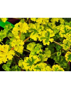 Pelargonium crispum 'Cy's Sunburst' / Géranium au parfum de citron