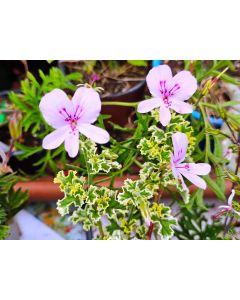Pelargonium crispum 'Variegatum' / Géranium au parfum de pamplemousse