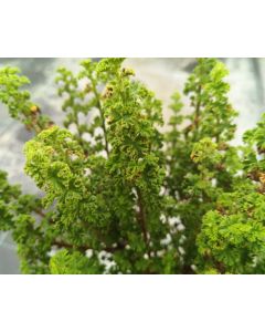 Pelargonium crispum 'Minor' / Géranium au parfum d'agrume