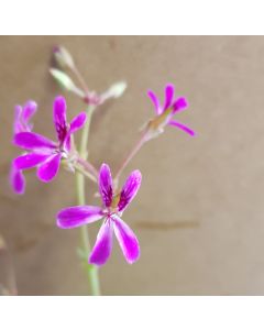 Pelargonium 'Deerwood Lavender' / Géranium au parfum de Lavande