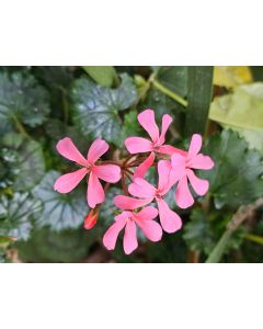 Pelargonium 'Eclipse' / Géranium hybride