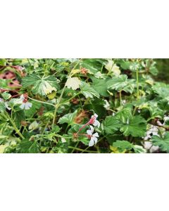 Pelargonium x fragrans 'Variegatum' / Géranium au parfum de pin