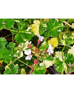 Pelargonium x fragrans 'White' / Géranium au parfum d'eucalyptus