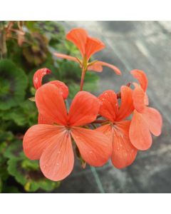 Pelargonium 'Gazelle' / Géranium Zonal panaché