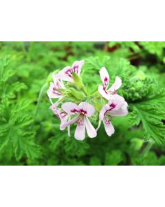 Pelargonium graveolens / Géranium au parfum de rose