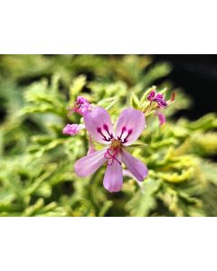 Pelargonium graveolens 'Lady Plymouth' / Géranium au parfum de menthe poivrée
