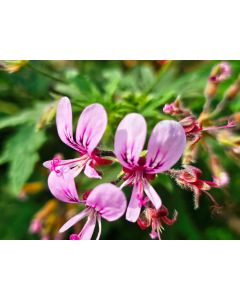 Pelargonium hispidum / Géranium au parfum de muscade