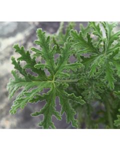 Pelargonium x tomentosum 'Joy Lucille' / Géranium au parfum de menthe poivrée