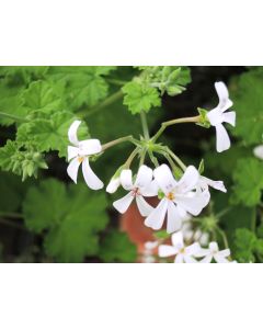 Pelargonium odoratissimum / Géranium au parfum de pomme verte