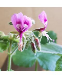 Pelargonium papilionaceum / Géranium au parfum de citron