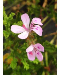 Pelargonium quercifolium / Géranium odorant à feuille de chêne