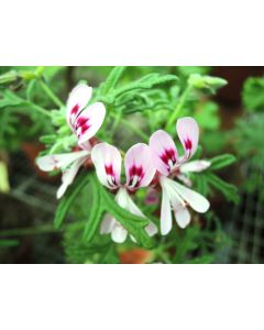 Pelargonium radens / Géranium au parfum de citron