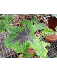 Pelargonium x tomentosum 'Chocolate' / Géranium au parfum de menthe chocolat