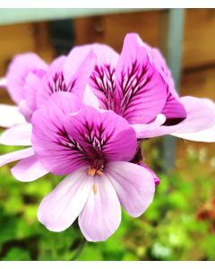 Pelargonium 'Cola Bottles' / Géranium au parfum de cola